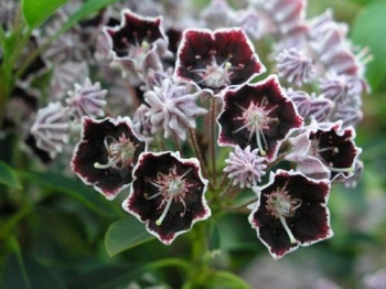 rośliny ogrodowe - Kalmia szerokolistna 'Mitternacht' syn. Midnight Kalmia latifolia C2