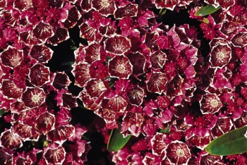 sklep ogrodniczy - Kalmia szerokolistna 'Kaleidoscope' Kalmia latifolia