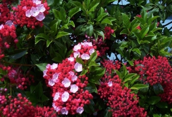 rośliny ogrodowe - Kalmia szerokolistna 'Heart of Fire' Kalmia latifolia
