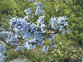 sadzonki - Lilak afgański Syringa protolaciniata C4/30-40cm *K17