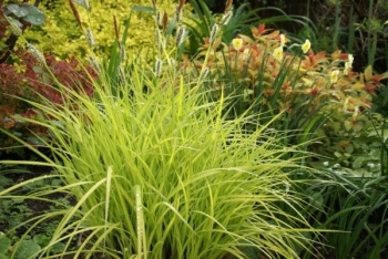 rośliny ozdobne - Turzyca sztywna  Bowles' Golden Sedge Carex elata