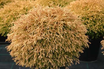 sklep ogrodniczy - Żywotnik zachodni GOLDEN TUFFET Thuja occidentalis