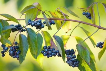 rośliny ogrodowe - Dereń błękitny BLUE CLOUD  Cornus amomum P11/30cm