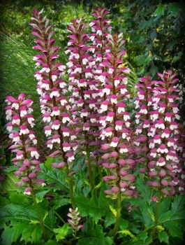 sadzonki - Akant miękki FIOLETOWY  Acanthus mollis /C2 *K25
