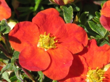 rośliny ogrodowe - Pięciornik krzewiasty MARIAN RED ROBIN 'Marrob'  Potentilla fruticosa /C2 *1