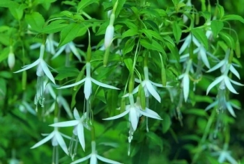 sadzonki - Fuksja ogrodowa ALBA  Fuchsja magellanica 'Alba'