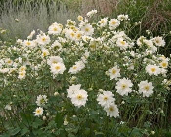 rośliny ogrodowe - Zawilec ANDREA ATKINSON  Anemone hybride /C2
