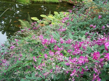 sklep ogrodniczy - Lespedeza bicolor /C5