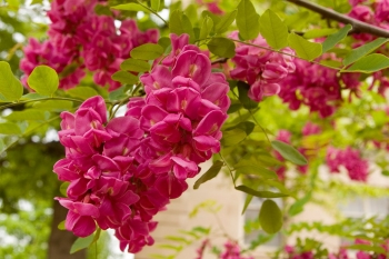 sadzonki - Robinia PURPLE ROBE  Robinia pseudoacacia C5/1,3-1,5m