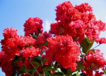 rośliny ogrodowe - Lagerstroemia indica PETIT RED