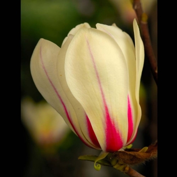 rośliny ozdobne - Magnolia concinna SUNRISE C3/40-50cm