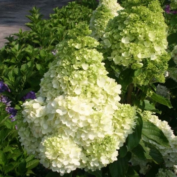 sadzonki - Hortensja bukietowa POLAR BEAR®  Hydrangea paniculata 'Polar Bear' /C5