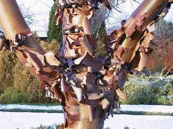 rośliny ogrodowe - Klon strzępiastokory (Acer griseum) C7,5/80-100cm *K6