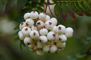 rośliny ogrodowe - Jarzębina biała  Sorbus koehneana C10/Pa120cm/obw.4-5cm