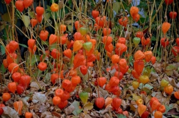 rośliny ozdobne - Miechunka rozdęta  Physalis alkekengi C2
