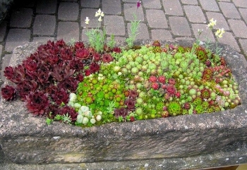 sklep ogrodniczy - Rojnik ogrodowy  Sempervivum hybridum MIX