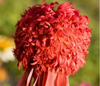 sadzonki - Jeżówka SUMMER SAMBA Echinacea