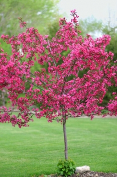 rośliny ozdobne - Jabłoń ozdobna Ola (Malus Ola) C3/1-1,4m