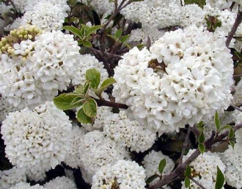 rośliny ogrodowe - Kalina ESKIMO Viburnum Eskimo C5/30-40cm *8*9T