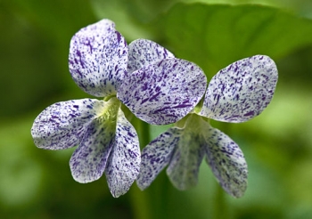 rośliny ozdobne - Fiołek motylkowaty FRECKLES Viola sororia - zestaw 3 szt. /P11 *K7