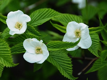 sklep ogrodniczy - Różowiec biały  syn. Okółkowiec czteropłatkowy  Rhodotypos scandens C3/30-40cm *K17