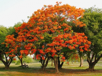 rośliny ogrodowe - Płomień Afryki  Delonix regia 3 szt nasion