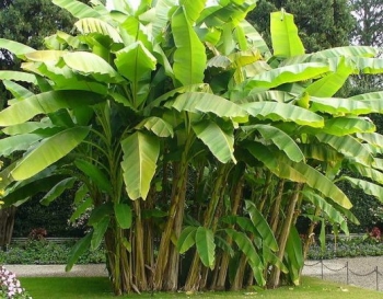 rośliny ozdobne - Banan śnieżny górski  Musa ensete glaucum