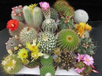 rośliny ogrodowe - Kaktusy - mieszanka - 0,2 g nasion Cactus spp.