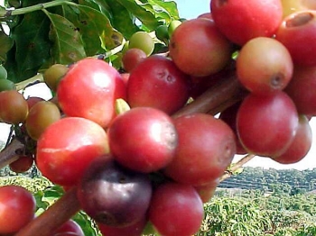 sklep ogrodniczy - Kawa arabska - 6 sztuk nasion Coffea Arabica