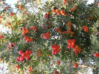 rośliny ogrodowe - Jarząb domowy (Sorbus domestica)