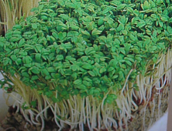 sadzonki - Rzeżucha ogrodowa - nasiona 10 g - Cardamine Pretensis