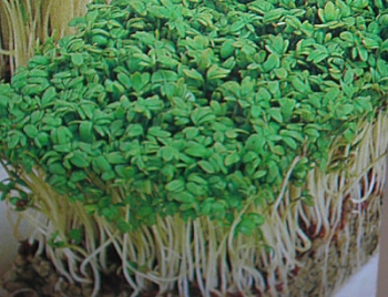 rośliny ozdobne - Rzeżucha ogrodowa - nasiona 10 g - Cardamine Pretensis