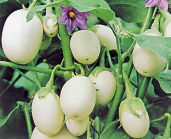 sklep ogrodniczy - Oberżyna Eggs - nasiona 0,2 g - Solanum melongena