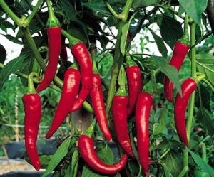 rośliny ogrodowe - Papryka Poupila - nasiona 0,5 g - Capsicum Annuum L.