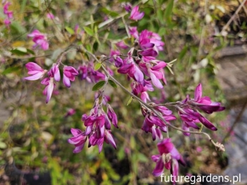 sadzonki - Lespedeza thunbergii C5/120-150cm *9