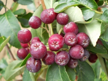 sklep ogrodniczy - Jarząb pospolity odm. 'LIKJORNAJA'  Sorbus aucuparia C5/1,2-1,4m