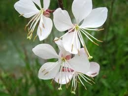 sklep ogrodniczy - Gaura biała /C2 *66T