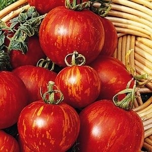 sadzonki - Pomidor Tigerella - 0,20 g nasion