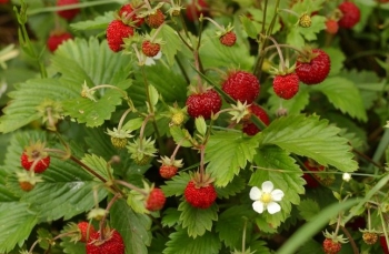 rośliny ogrodowe - Poziomka bezrozłogowa REGINA - nasiona 0,1 g  Fragaria vesca