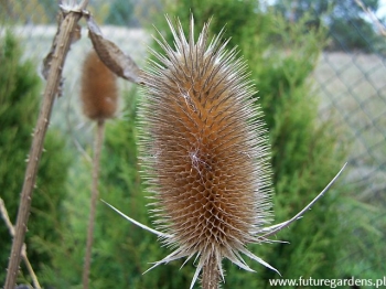 sadzonki - Szczeć pospolita Dipsacus sativus - sadzonka /P11 *K16