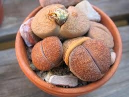 rośliny ozdobne - Żywe kamienie Lithops -  mieszanka 50 nasion