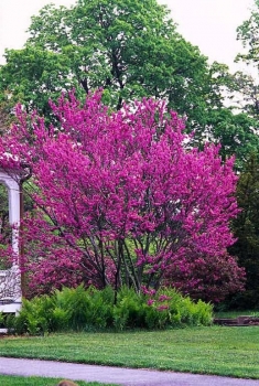 rośliny ozdobne - Judaszowiec chiński odm. Avondale (Cercis chinensis) C4/40-60cm *T14
